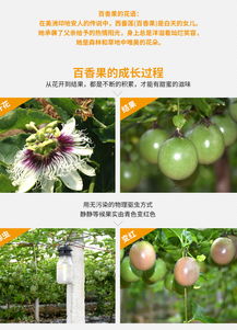 精准扶贫，果香情浓 现摘现发百香果，5斤装新鲜直送到家