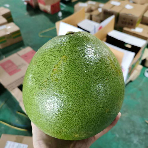 泰国青柚 白心金柚，当季鲜果的醇香诱惑